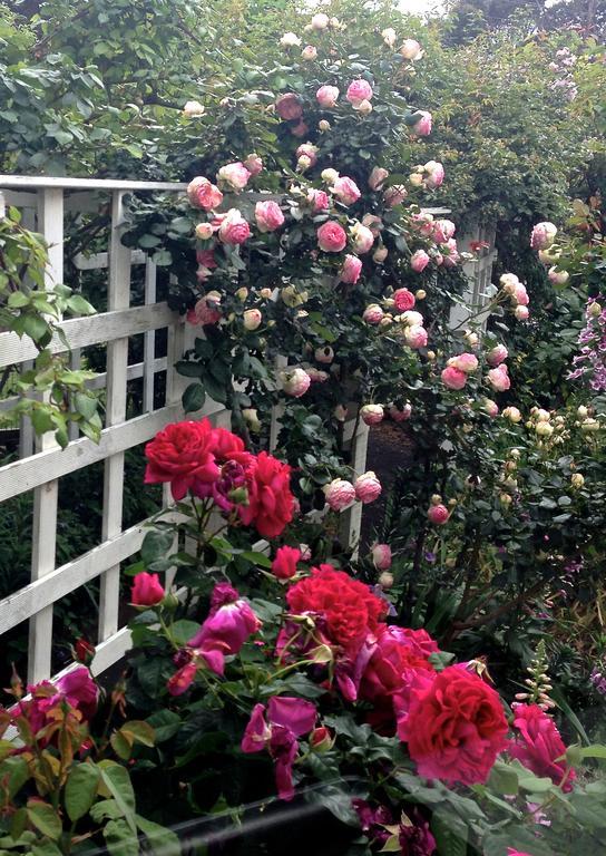 Villa Bed Of Roses à Apollo Bay Extérieur photo